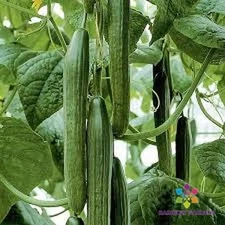 25+ Tyria Cucumber Seeds for Garden Planting - USA - FREE SHIPPING!