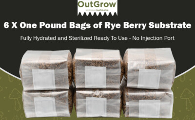 Sterilized Rye Berry Grain Spawn Bags | 6 Pack of One Pound Bags | Out Grow