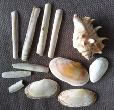 Muscheln Sammlung