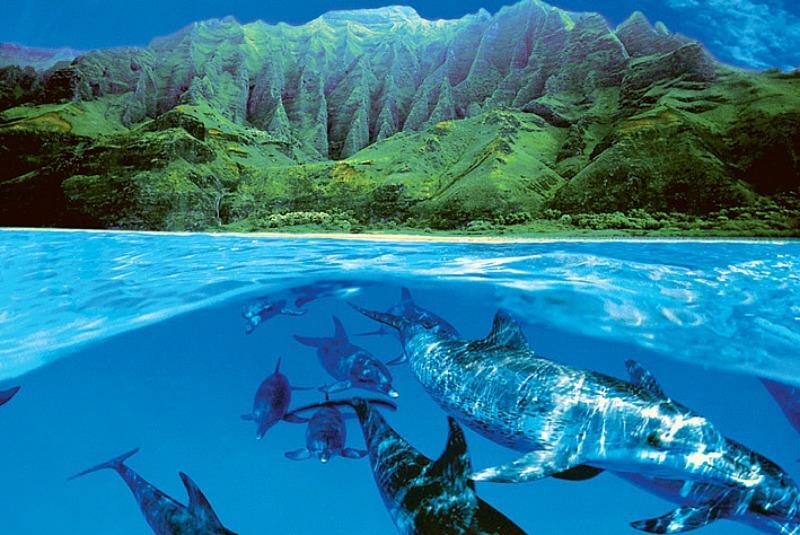 Dolphins : Dolphin Island - Maxi Poster 91.5 x 61 cm new and sealed