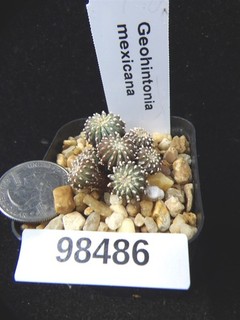 Geohintonia mexicana 7 Rare Seedlings Live Cactus Cacti Succulent Plant 98486