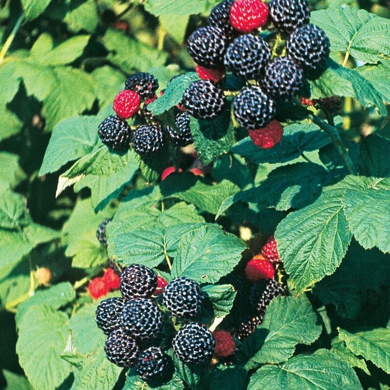 1 CUMBERLAND BLACK RASPBERRY Live Perennial Fruit Plant / 1+ Year Old ...