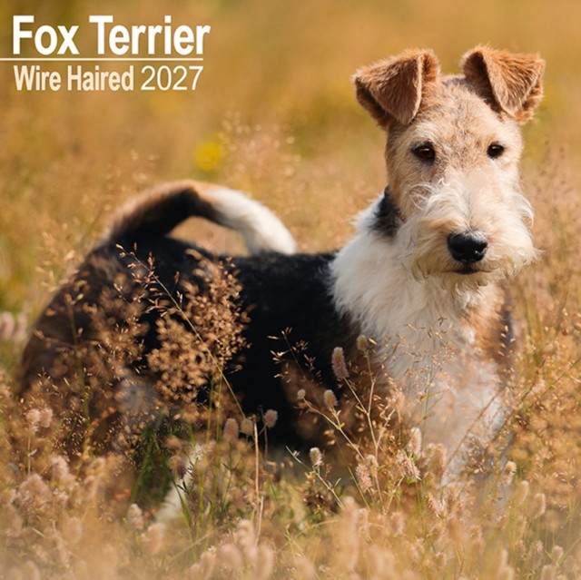 Wire Haired Fox Terrier Calendar 2027 - Image 4