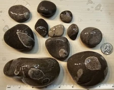 11 Michigan Fossil Stones - Coral, Cladopora, and Embedded Horn Coral