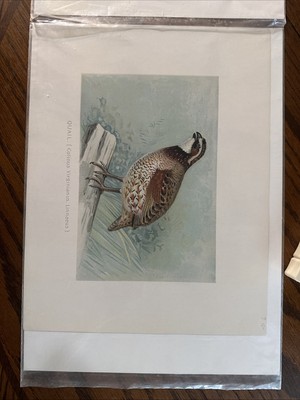 Quail - Original Antique Animal Print - Colinus Virginianus Linnaeus - 1902  