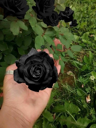 Semillas de Rosa Rosal NEGRA BLACK ROSE SEEDS flor color colour iphone sony - Imagen 4 de 9