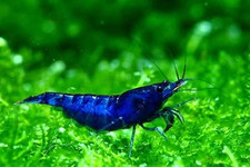 20 Blue Dream Neocaridina Live Shrimp Freshwater Aquarium