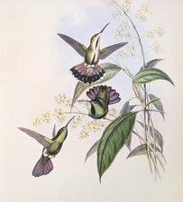 John Gould PREVOST MANGO Hummingbirds Vintage Art Print Bookplate 75