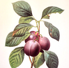 Redoute Beautiful Fruits PRUNE ROYALE Botanical Art Print Book Plate 114