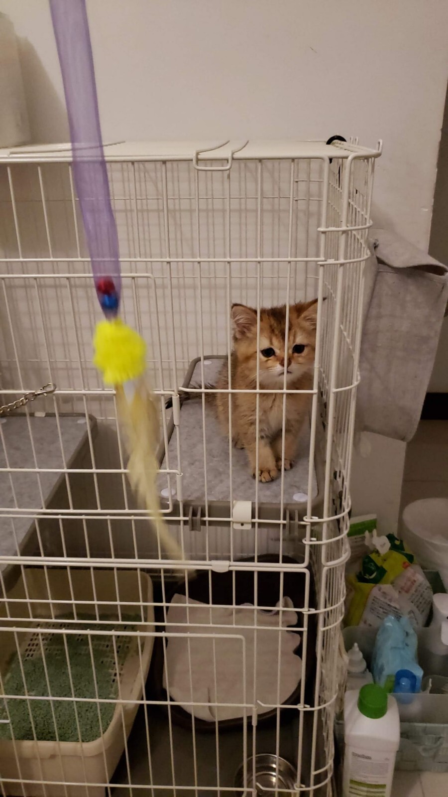 Cat and rabbit Cage eBay