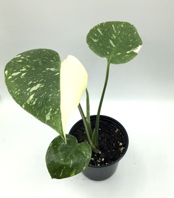 Extremely Rare Variegated Monstera Deliciosa Thai Constellation Half Moon In Pot Ebay