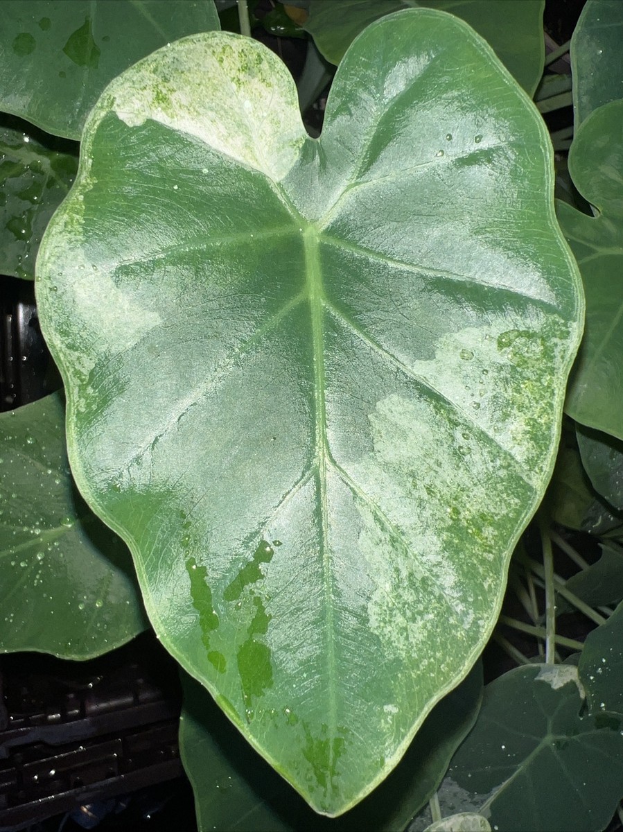Leucocasia gigantea Mint Variegated | eBay.de