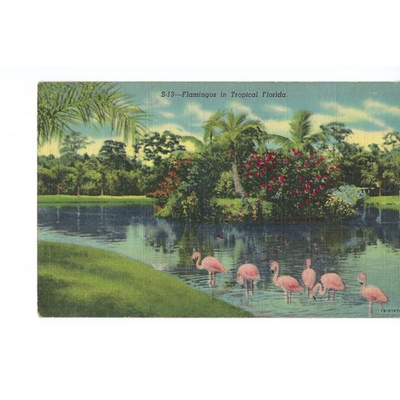 #ad 1950s Used Sarasota Jungle Gardens Flamingos Tropical Florida Postcard Vintage $18.25