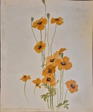 RARE CHROMOLITHOGRAPH, MECONOPSIS HETEROPHYLLA (CALIFORNIA POPPY) 1890S