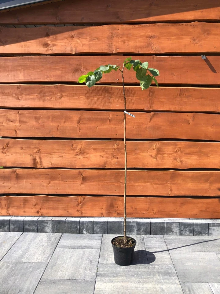 Lauben-Ulme CAMPERDOWNII auf Stamm 180 cm im Container - Bild 2 von 4