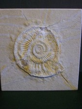 Grosser Ammonit Subplanites sp. (?) Fossil Solnhofen Eichstätt Plattenkalk Jura