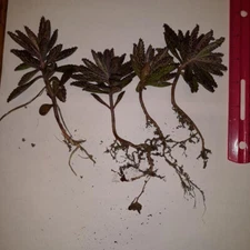 (4) 1 to 3 in. Kalanchoe Mother of Thousands (Alligator) bare root + pups/xtras!