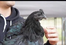 Ayam Cemani Hatching Eggs - 10 Eggs