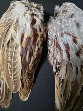 Rooster Pheasant Wings 1 Pair, Right& Left, Crafts Dog Training, taxidermy