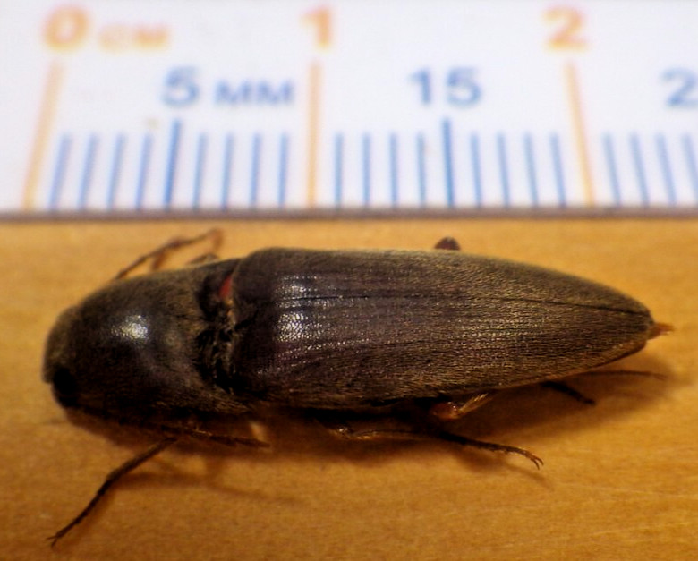 Unidentified Click Beetle Melanotus sp ? Elateridae Coleoptera Southeast TX E115