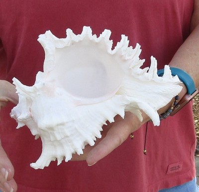 One 8 inch Murex Ramosus Seashell shells seashells #51603