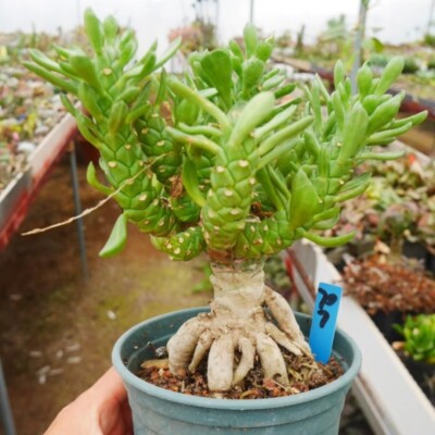 10CM Succulent Cactus Plant Euphorbia Heteropodum Pax Cactaceae Home Garden Rare