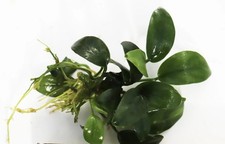 Anubias Nana Petite Anubias Plant Easy Live Aquarium Plants BUY 1 GET 1 FREE