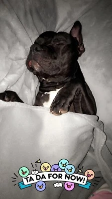 pet sitting 25per day