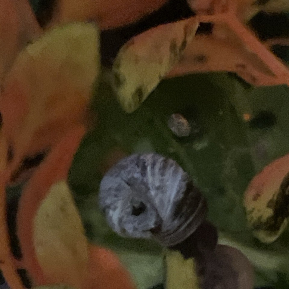 100 Feeder Snails Live Tank Cleaner Pea Puffer Turtle Food Ramshorn