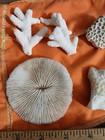 Sea Coral Fossil Mix- Aquarium Coral - WHITE - Five In Lot Mushroom Coral  — photo 2