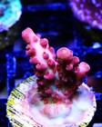 WWC Pink Passion Acropora Frag Zoanthids Zoa Paly SPS LPS Corals, WYSIWYG — photo 1