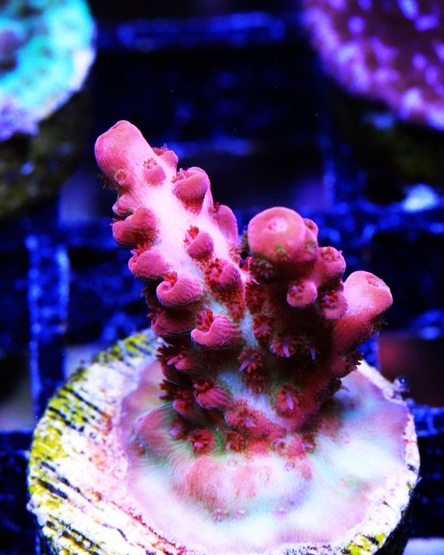 WWC Pink Passion Acropora Frag Zoanthids Zoa Paly SPS LPS Corals, WYSIWYG