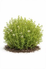 Common Thyme Seeds Thymus Vulgaris   3g Pack, 10,000 Herb Seeds