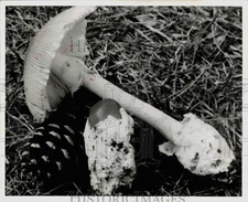 1970 Press Photo Mushrooms grown in woods. - hpa31823