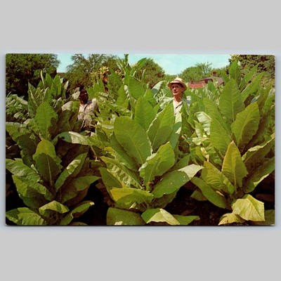 Postcard Burley Tobacco Field Kentucky Agriculture Landscape