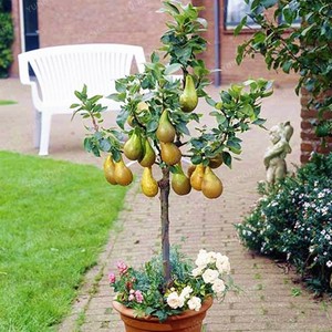 pear tree fruit potted dwarf bonsai patio mini seeds plants garden trees super sweet pears quality seed perfect pots plant