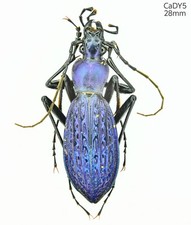 CaDY5 Carabidae Carabus Apotomopterus sp Guan...