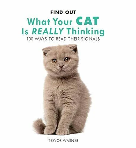 How to find your cat 2025