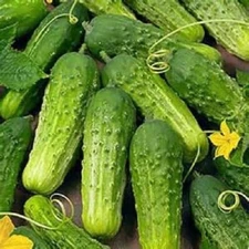 National Pickling Cucumber  25+ seeds. Organic~Non GMO~Heirloom. Free shipping.
