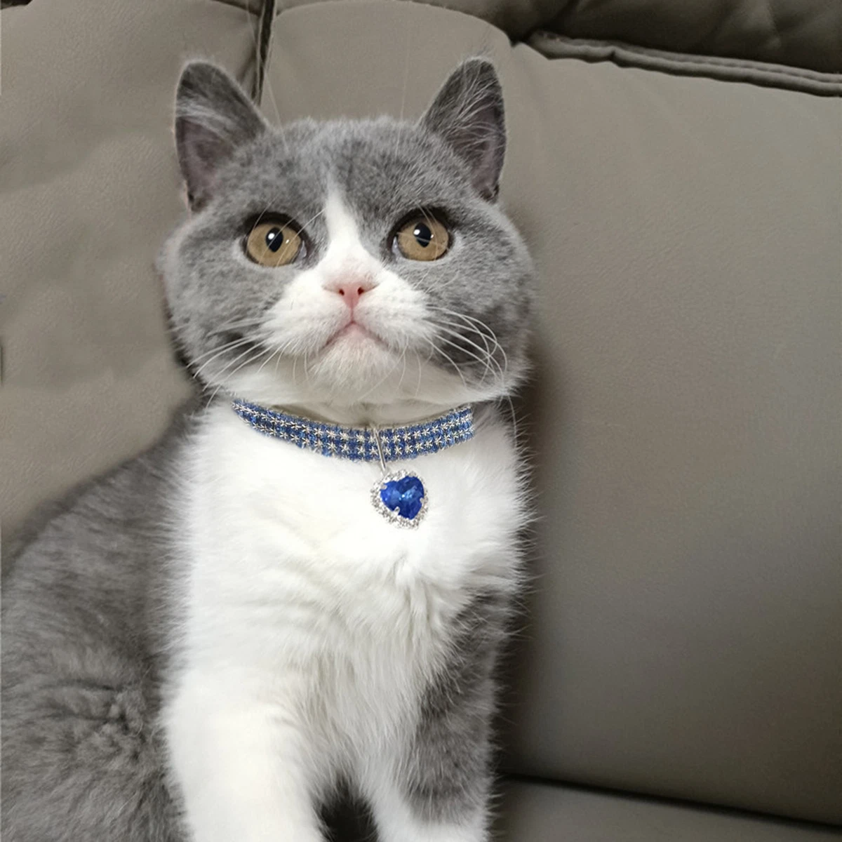 Best pet deals necklace