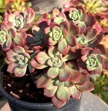 Imported Succulent live plant Rare succulent Echeveria Red Qi Zi cluster #F23