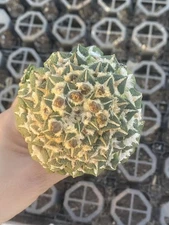 Multi-Head Ariocarpus kotschoubeyanus RareSucculent Plant WYSIWYG  1201