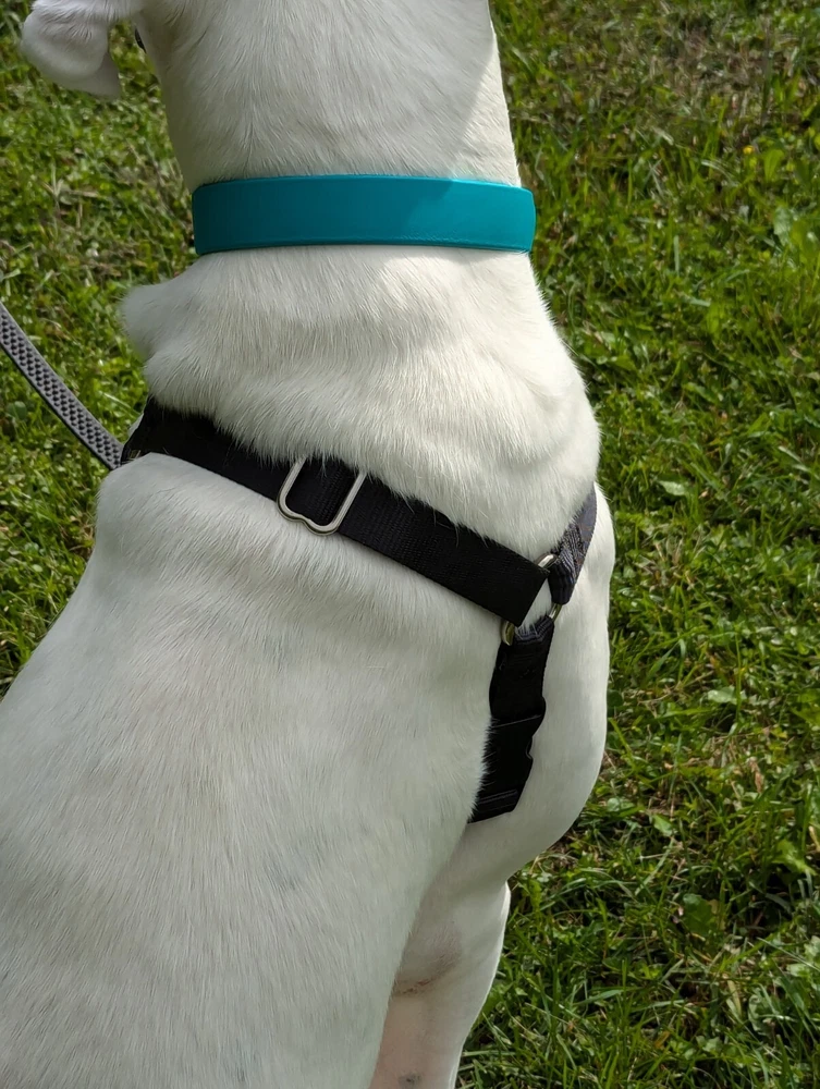 Dog Harness Large Front Clip Fidele Canin Black 46-65 lbs (20.8-29.5 kg) No Pull