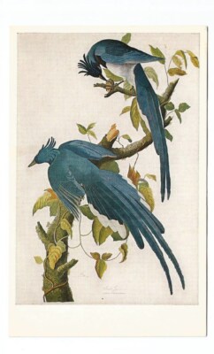 Bird Columbia Jay Postcard James Audubon