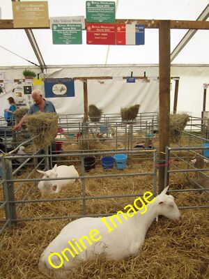 Foto 12x8 Die beste Ziege auf der Royal Highland Show Ratho Station 2014 Thi c2014