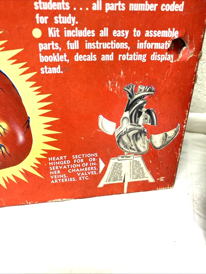 Vtg Pyro Life Size Human Heart Model Kit 372-300 unbuilt + anatomy kit 1960's - Image 3 of 4