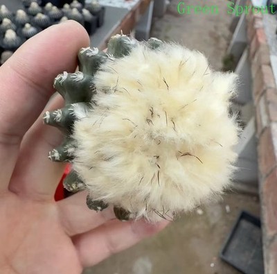 1pc6.8cm Discocactus horstii  WYSIWYG Boutique Own Root