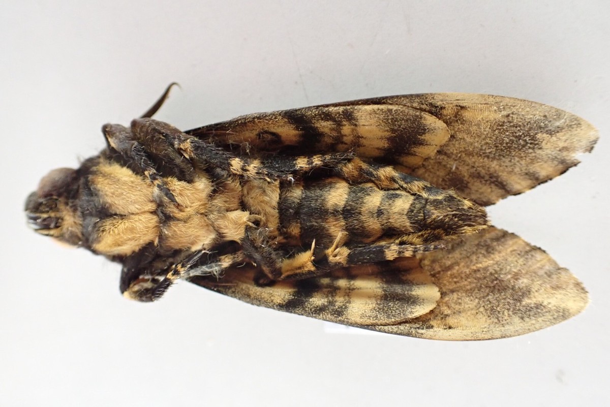 SP17606. Insects, butterflies: Acherontia sp. North Vietnam. Ha