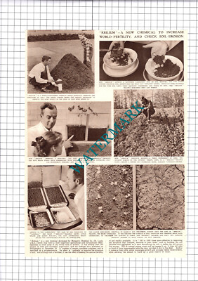 Monsanto Chemical Co St Louis USA Krilium - 1952 Clipping / Print