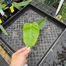 Anthurium Warocqueanum x noid, Exact Plant Ships Nationwide